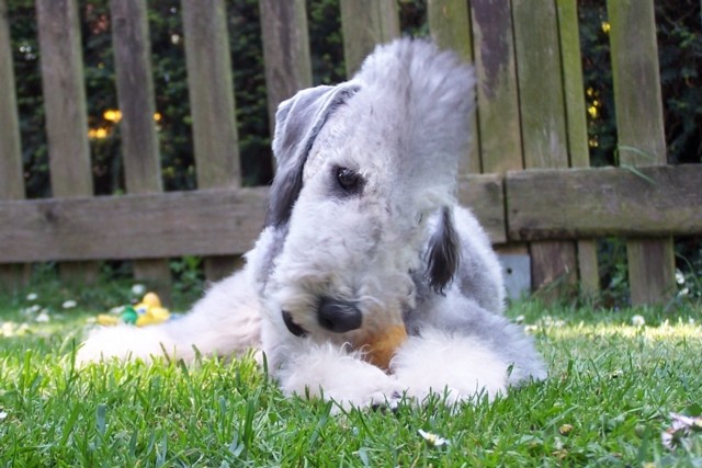 Unsere Hunde 11.05 (6).JPG